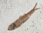 Fossil Fish (Knightia) Multiple Plate - Wyoming #31838-2